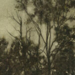 Jane Grealy