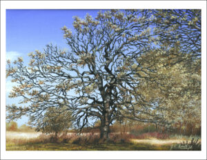 Quercus alba