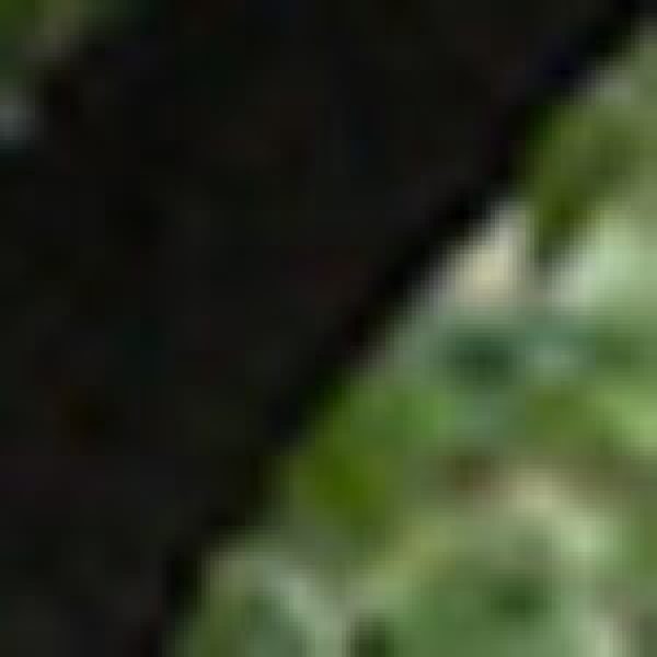 johnzwang